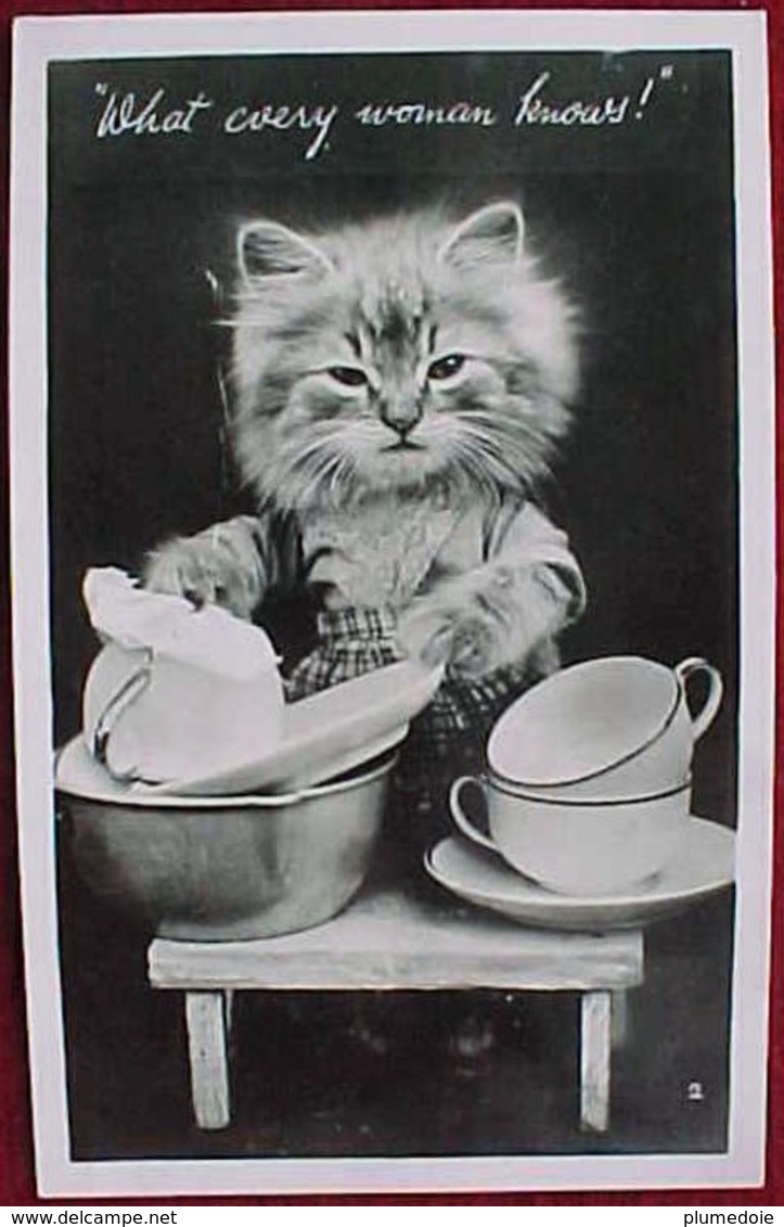 Cpa CHATS HABILLES  Petit CHAT CORVEE De VAISSELLE  , CAT DRESSED KITTEN  Washing Dishes KATZE Old PHOTO PC - Animaux Habillés