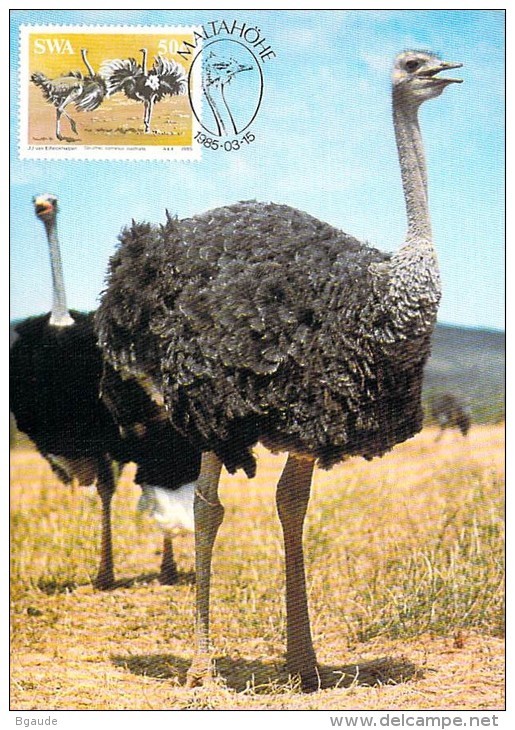 NAMIBIE CARTE MAXIMUM NUM.YVERT 526 FAUNE OISEAU AUTRUCHE - Namibia (1990- ...)