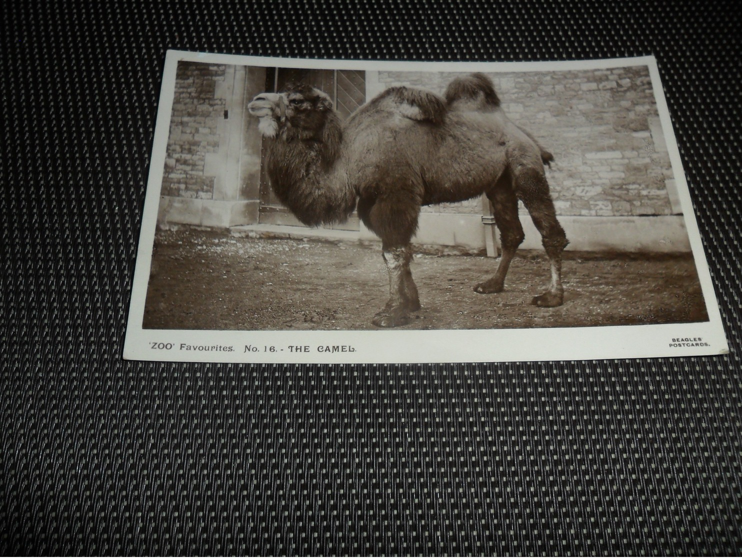 Animal   Kameel  Camel  Zoo  Zoologique - Autres & Non Classés
