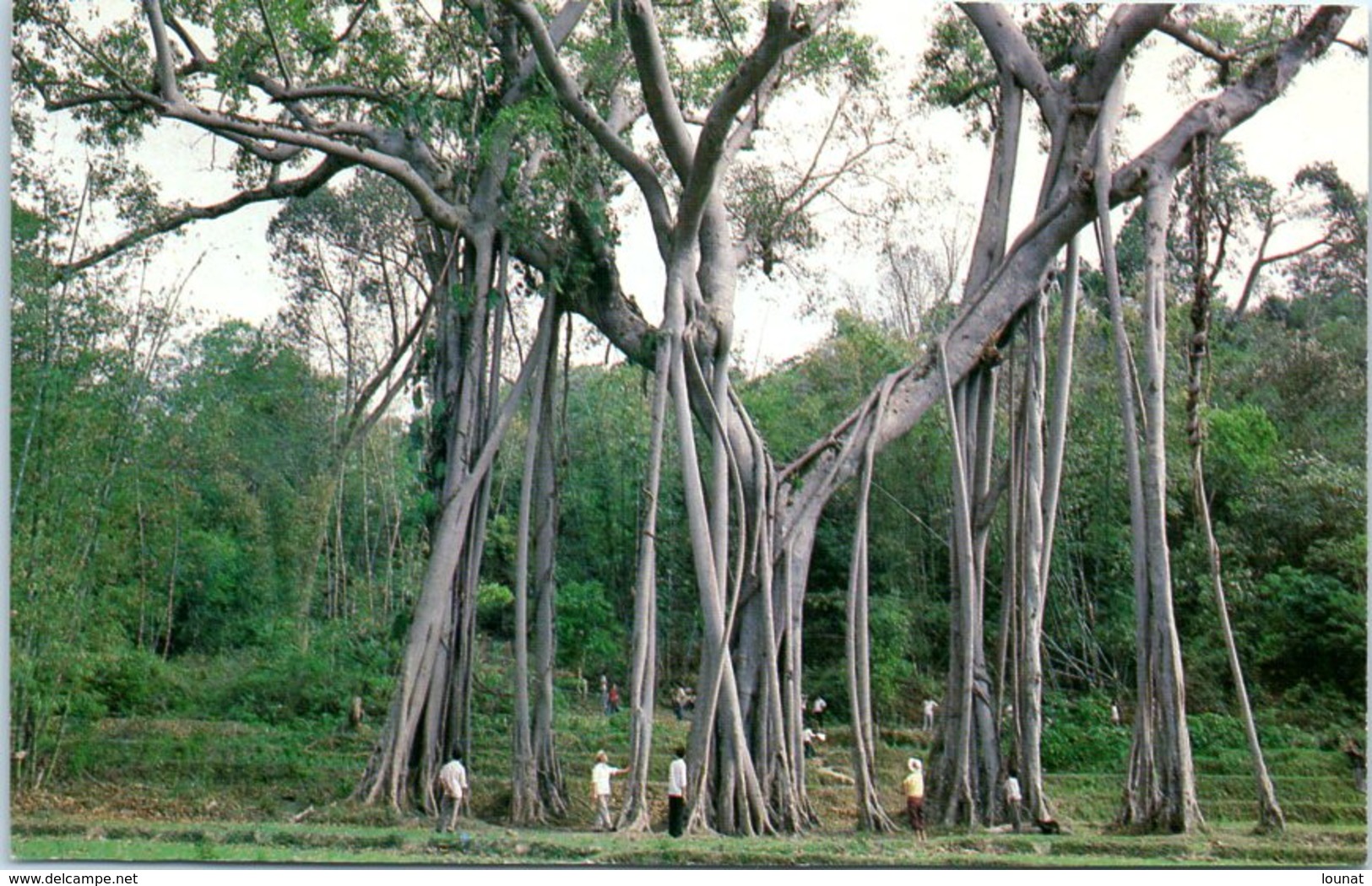 CHINE - The Forest Of A Single Tree - LI Guang Jin -Photographed - Kumming - Chine