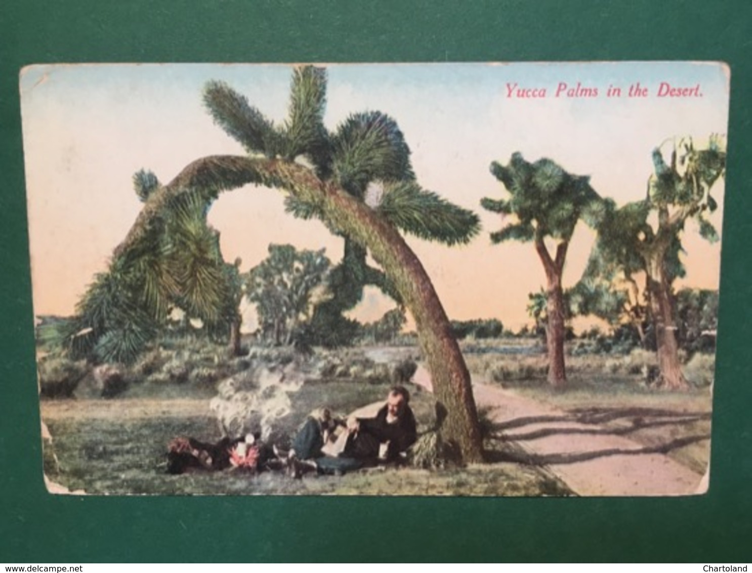 Cartolina Yucca Palms In The Desert - 1930 - Non Classificati