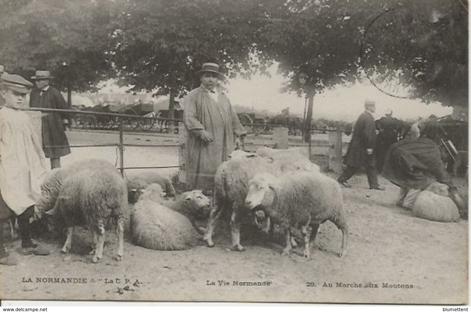 CPA 29 - Le Marché Aux Moutons LA NORMANDIE - Autres & Non Classés