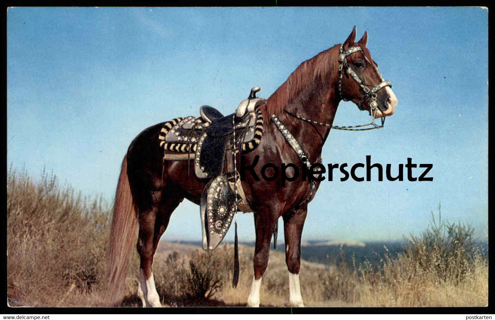 ÄLTERE POSTKARTE HOSS PFERD MIT BLESSE Sattel Horse Cheval Saddle Selle Zaumzeug Ansichtskarte Postcard Cpa AK - Pferde