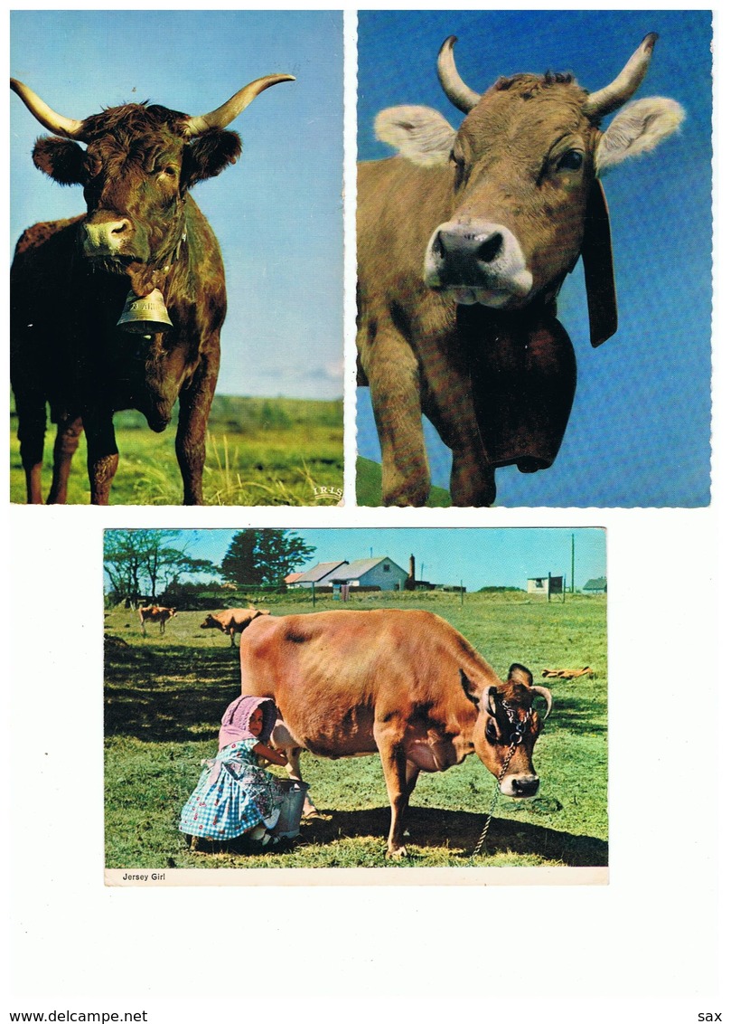 1908-631 10cp Vaches Diverses Dont 4 Bretagne  La Vente Sera Retirée Définitivement Le 11-11 - Cows