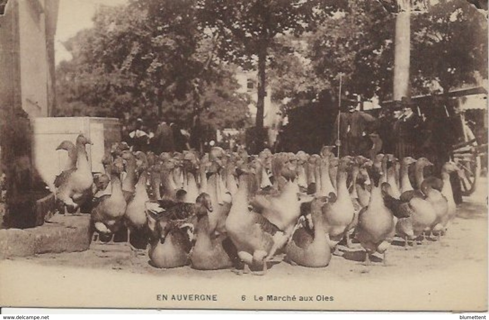 CPA 6 - Marché Aux Oies En AUVERGNE - Auvergne