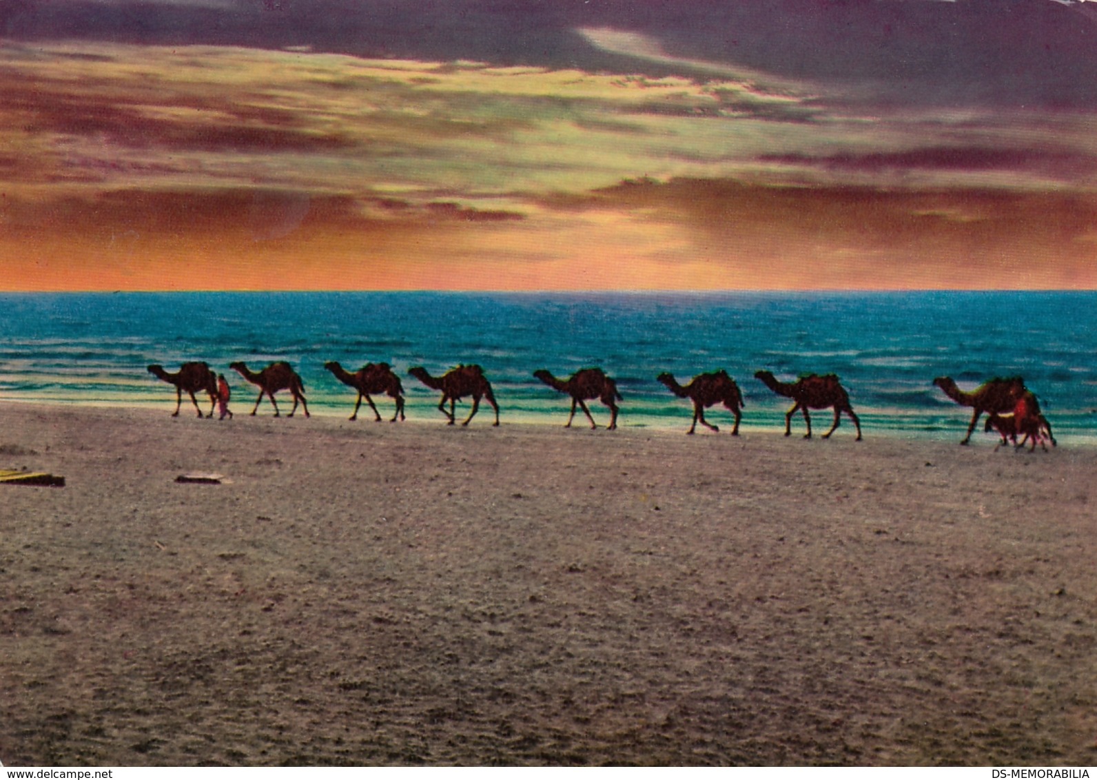 Jordan Dead Sea View Camel Caravane 1969 - Jordanien