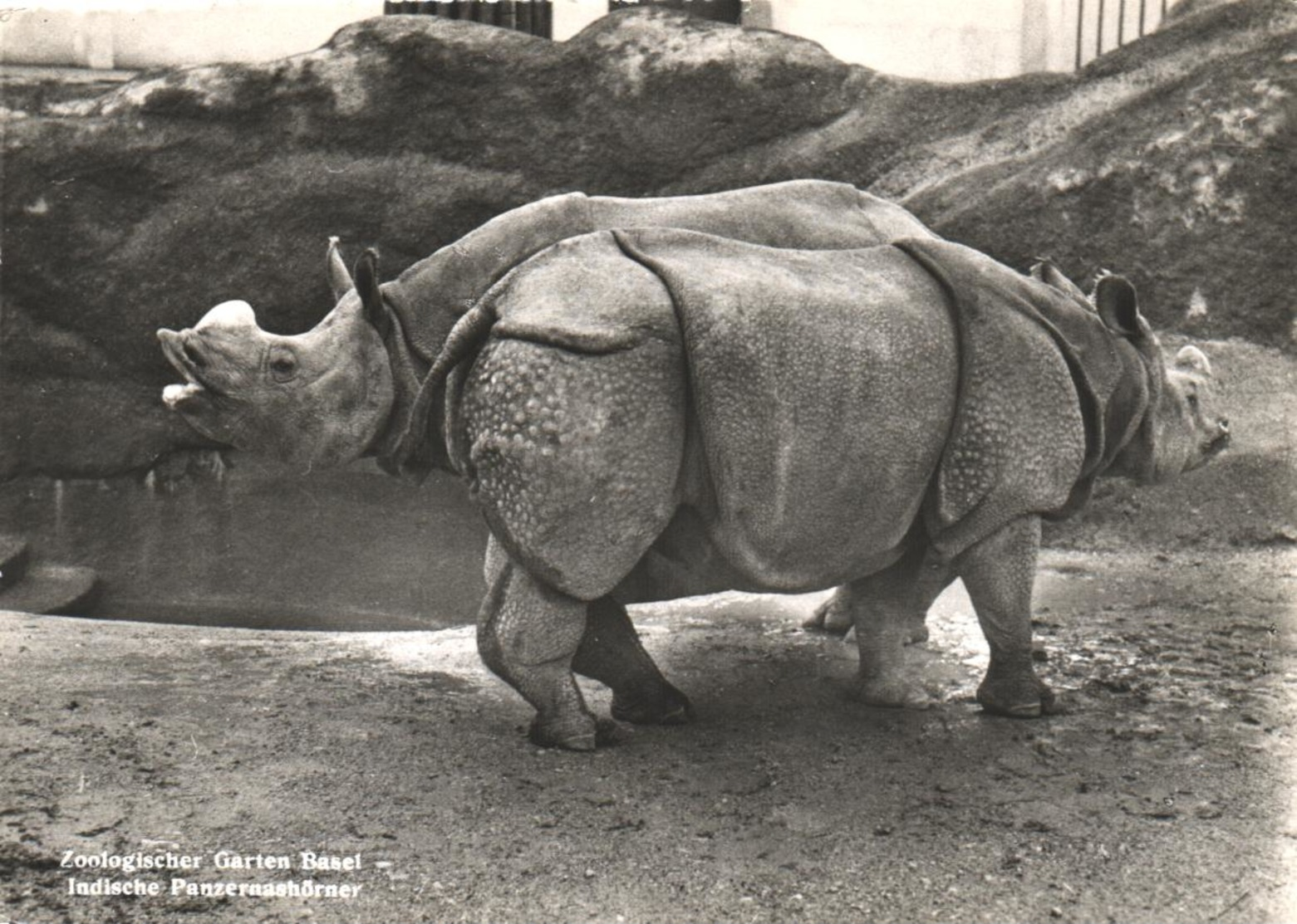 Nashörner / Zoo Basel / Rhino (D-A322) - Rhinocéros