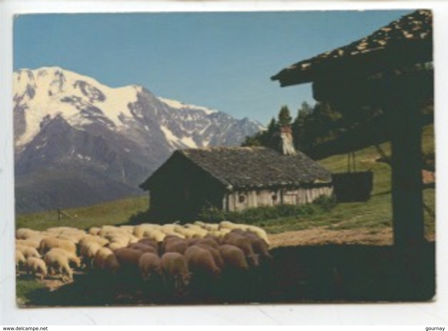 Les Alpes En Couleurs Naturelles : Alpage (n°7410 André Cp Vierge) Troupeau Mouton Bergerie - Paysans