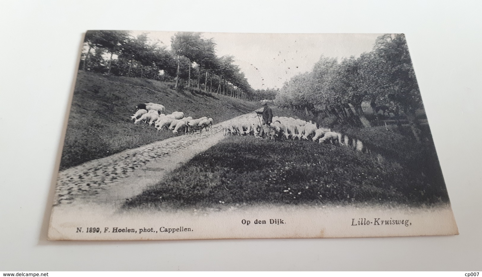 * Lillo-Kruisweg Op Den Dijk  Troupeau De Moutons Animée Oblitéré En 1907 - Lille