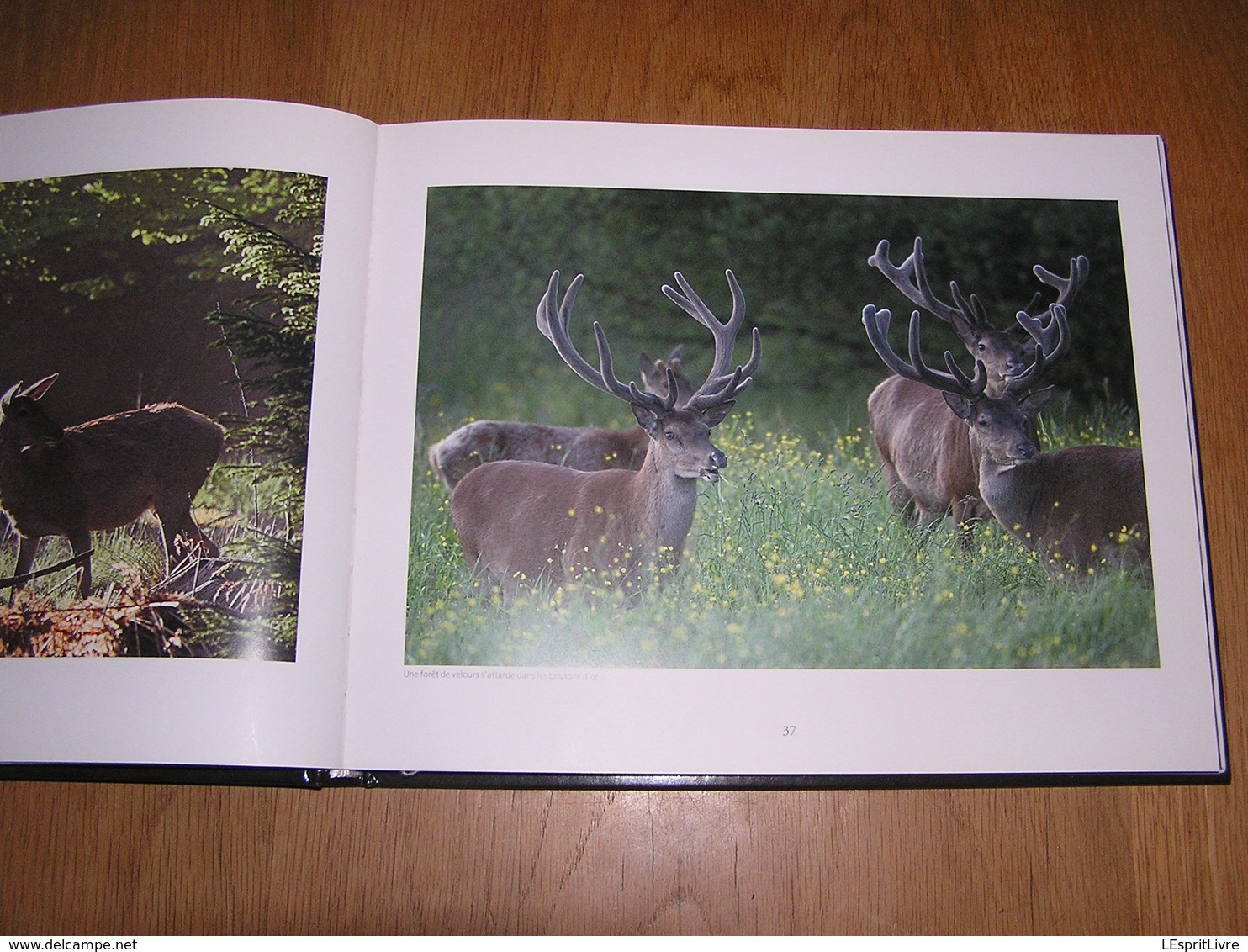 ARDENNE De Sève et de Sang Philippe Moës Epuisé Régionalisme Nature Cerf Sanglier Oiseaux Animaux Forêt Brâme