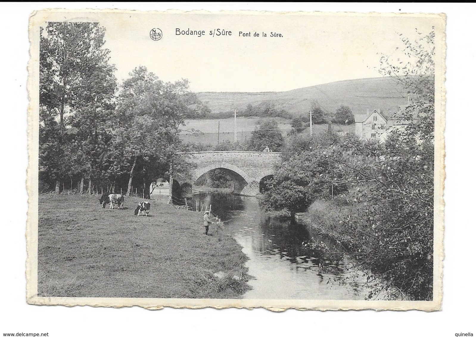 Bodange   (Martelange)  ( M 3534 )  3 Vaches Prés Le Pécheur (pèche A La Truite) - Martelange