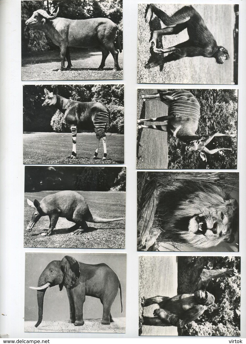 TERVUREN :  ZOOLOGIE : Carnet Met 10 Foto's9.5 X 7.5 Cm  (  Zie Scans ) - Tervuren