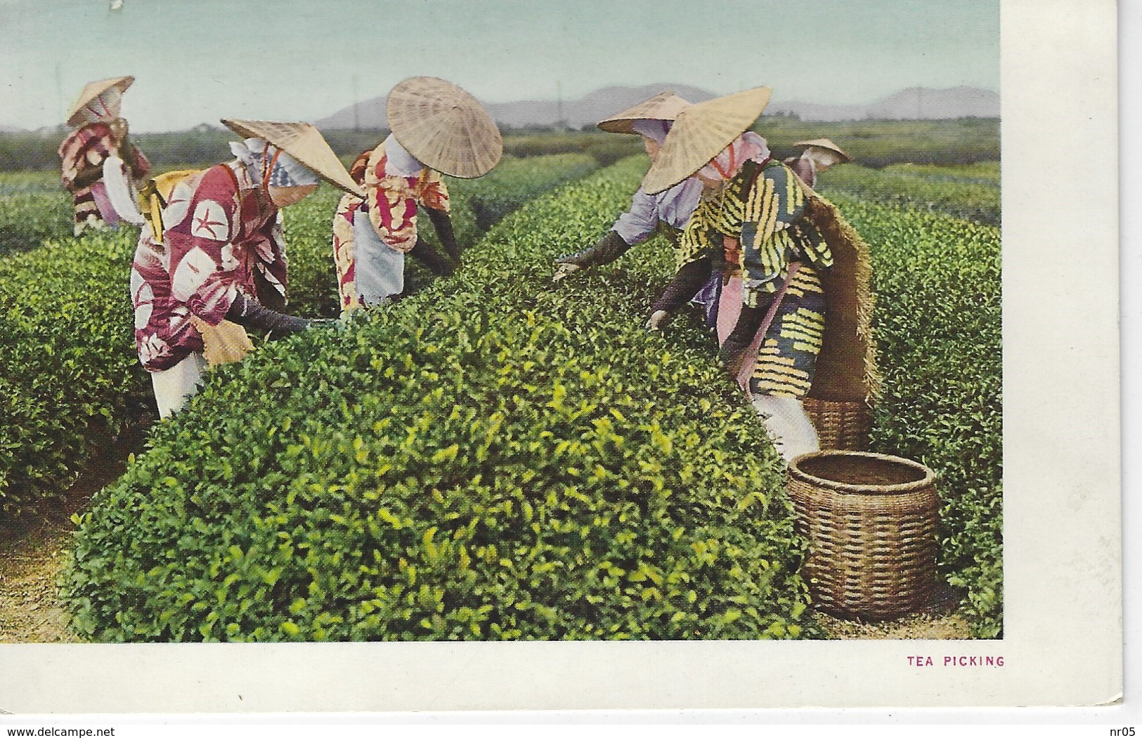 CPA JAPON - JAPAN ( Asie ) - TEA PICKING - Autres & Non Classés