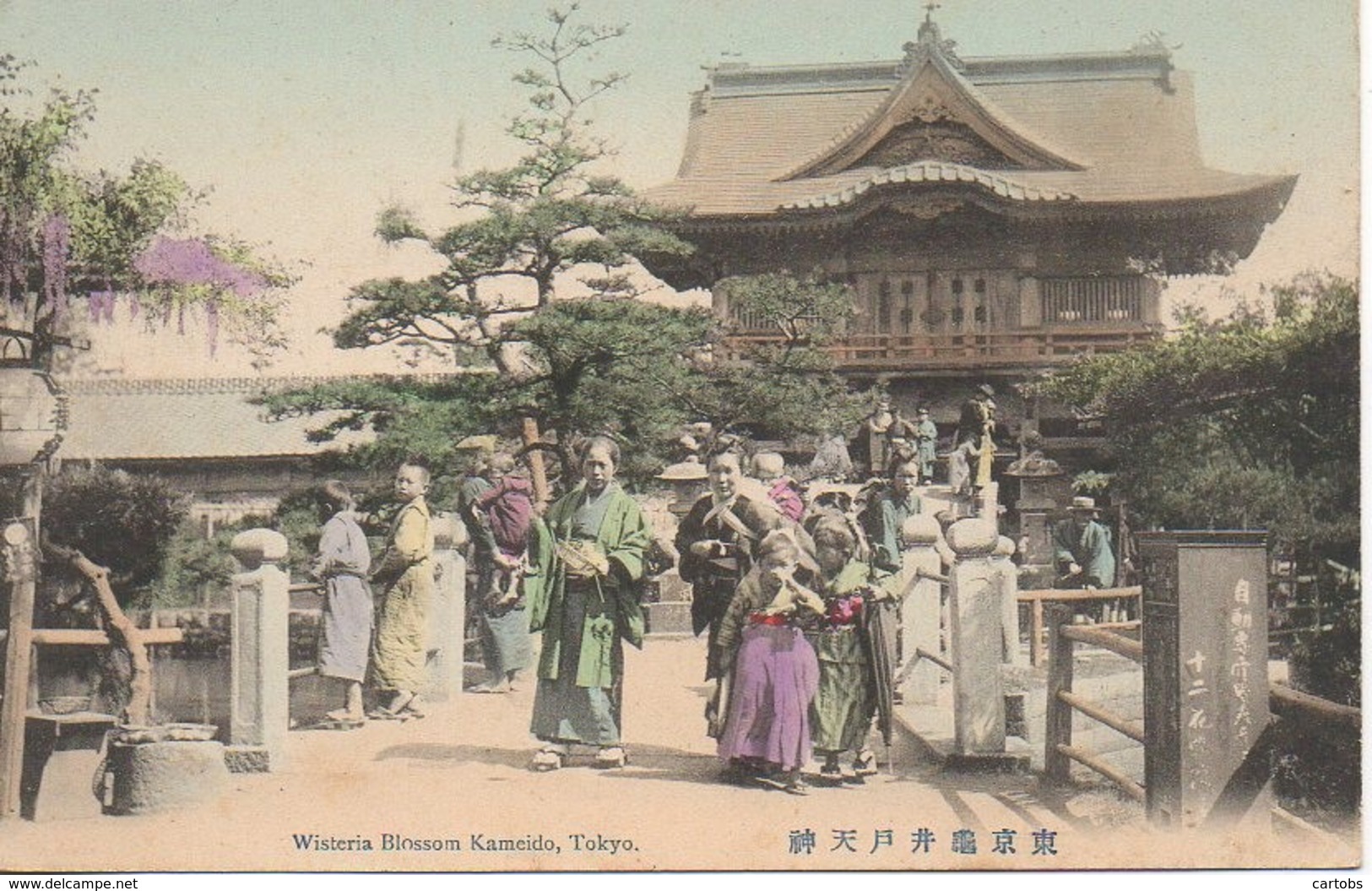 JAPON  Wisteria Blossom Kameido , Tokyo - Tokyo