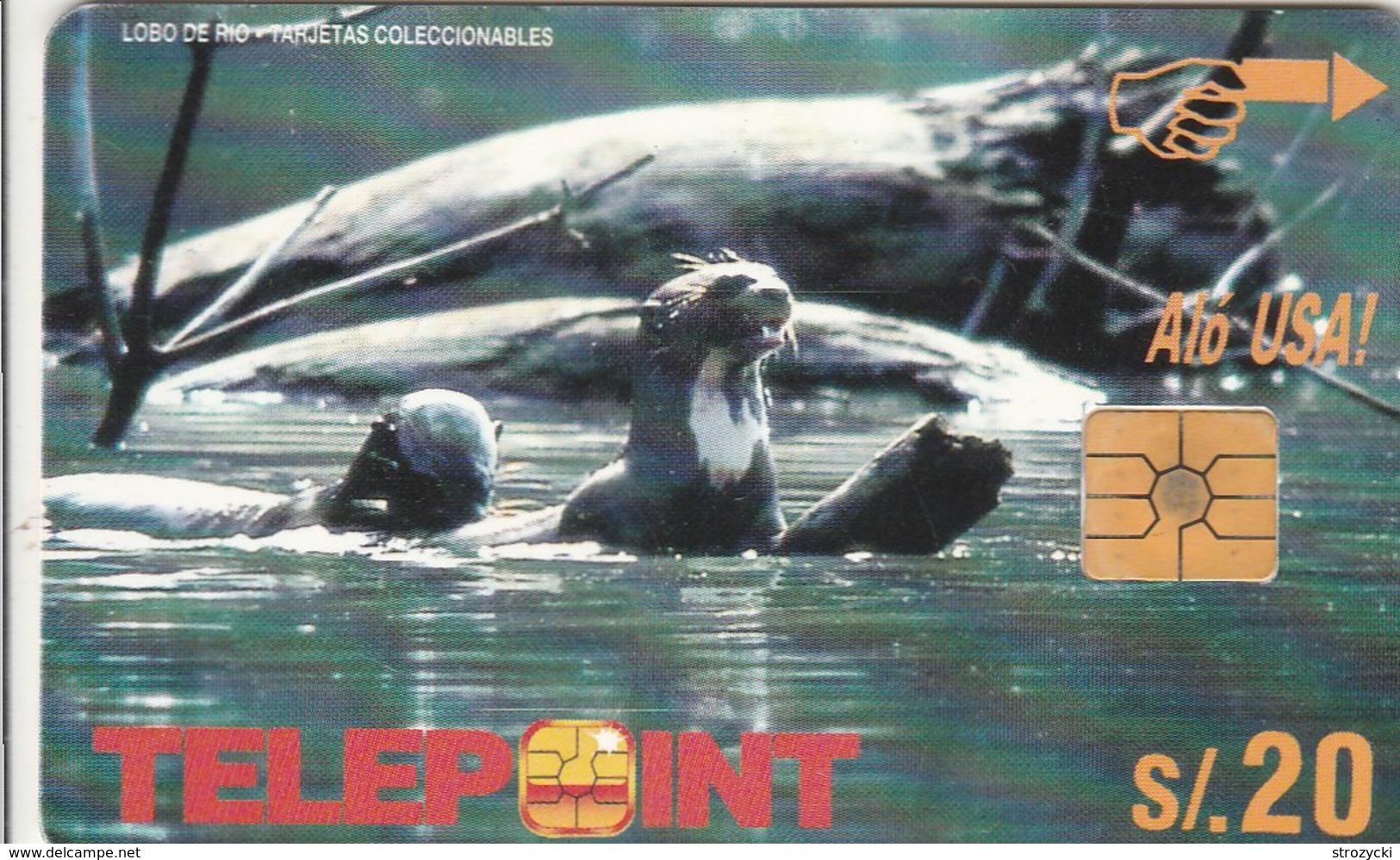 Peru - Lobo Del Rio - Otter - Pérou