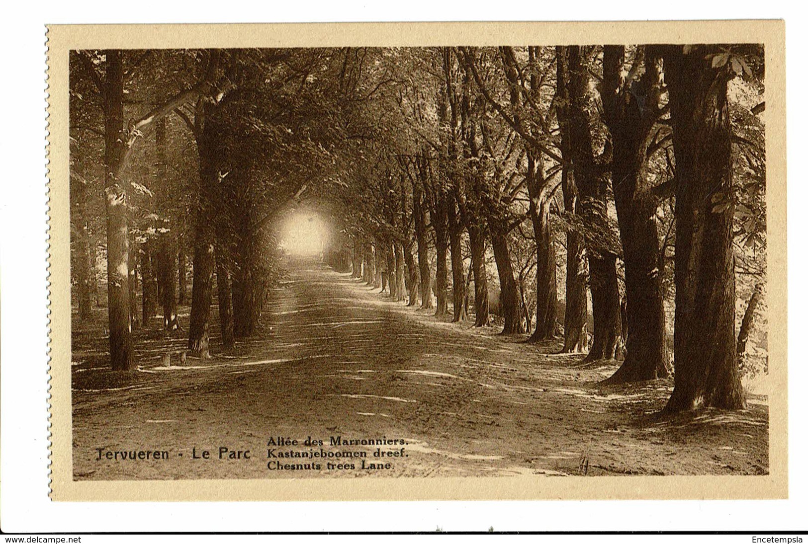 CPA - Carte Postale-BELGIQUE - Tervueren -Allée Des Marroniers-VM768 - Tervuren