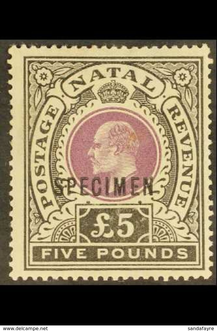 NATAL 1902 £5 Mauve And Black Opt'd "SPECIMEN", SG 144s, Fine Mint. For More Images, Please Visit Http://www.sandafayre. - Non Classificati