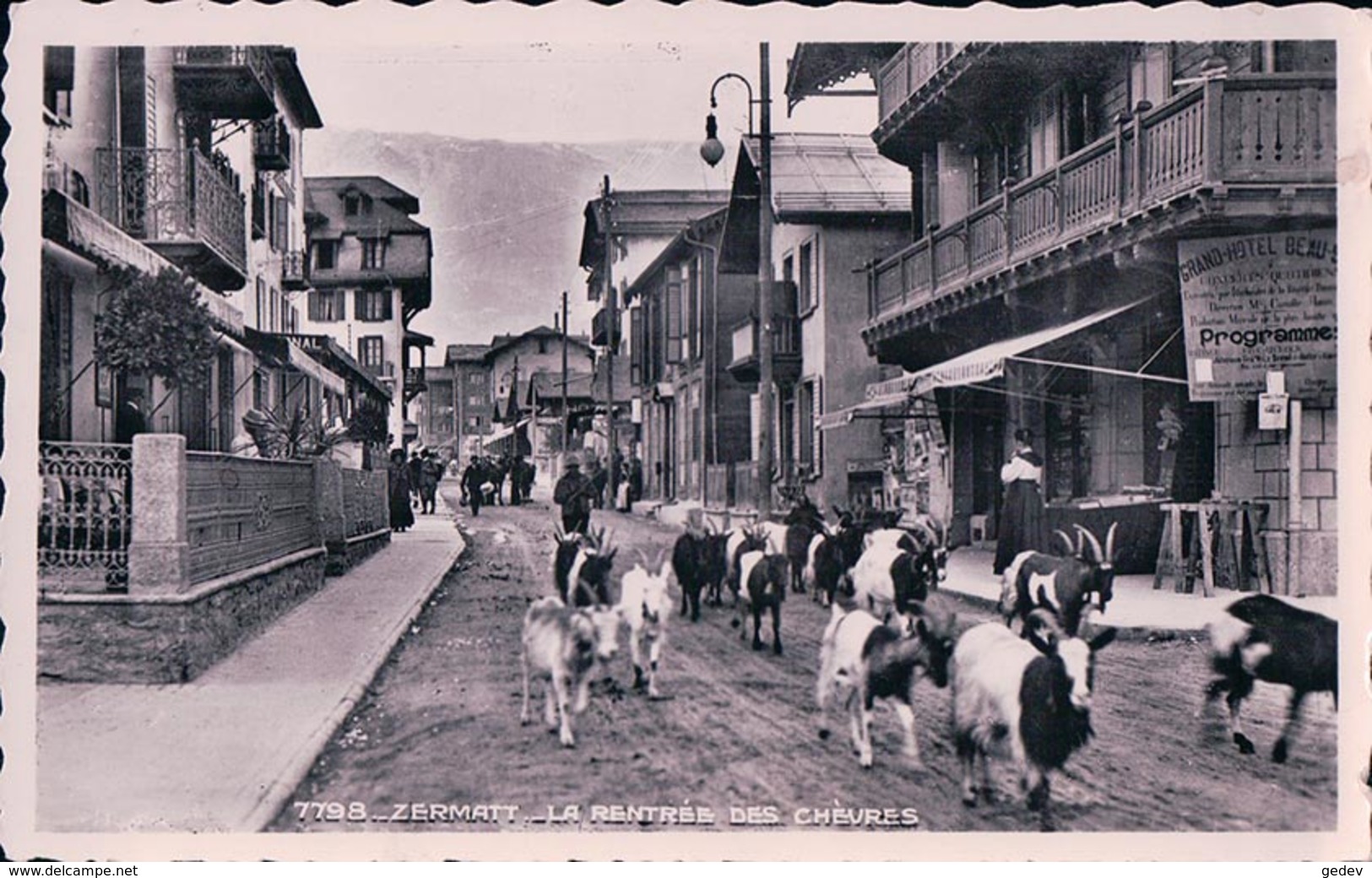 Zermatt, La Rentrée Des Chèvres (7798) - Zermatt