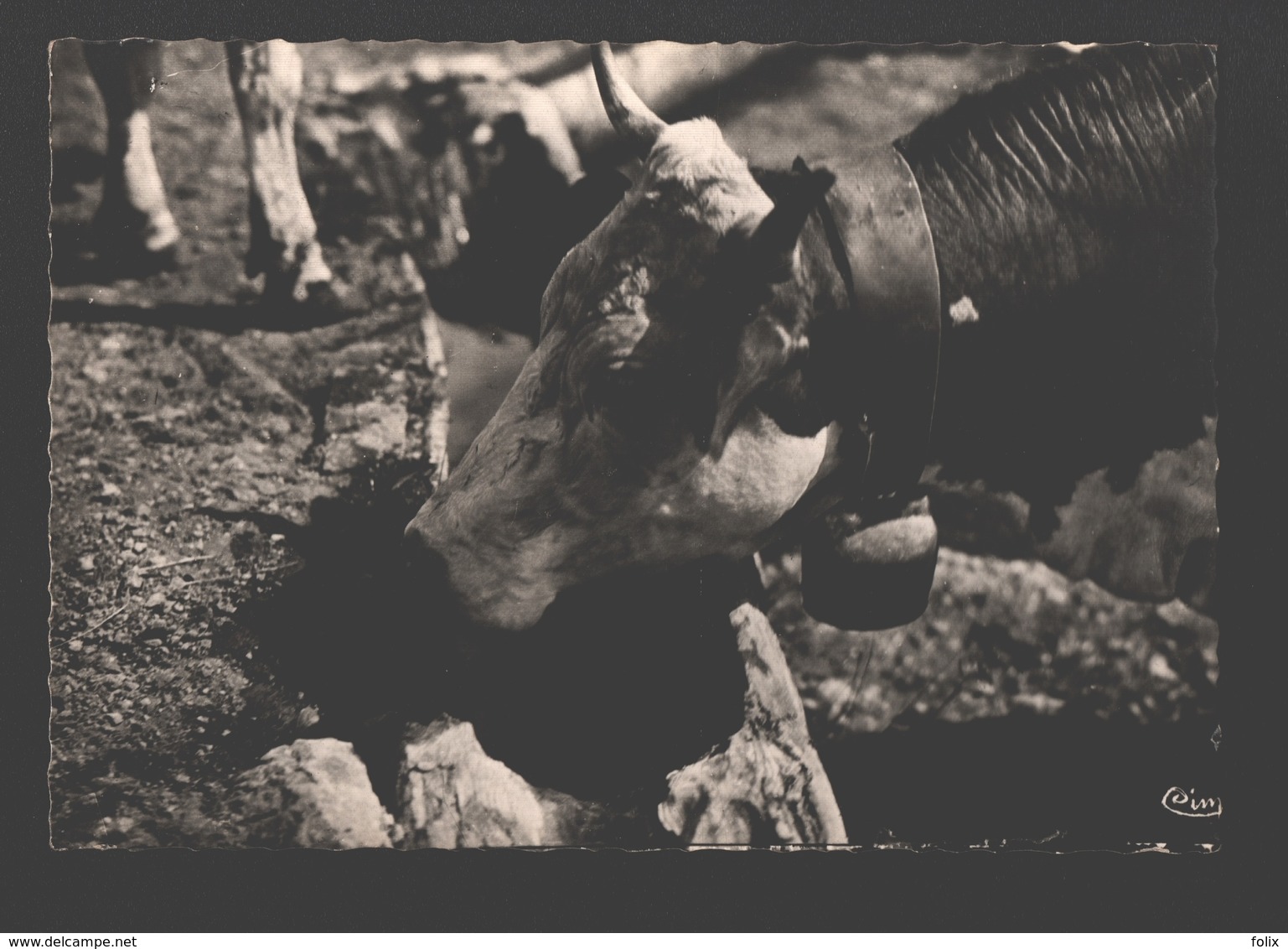 Troupeau Savoyard - Kuh / Vache / Cow / Koe - Vaches