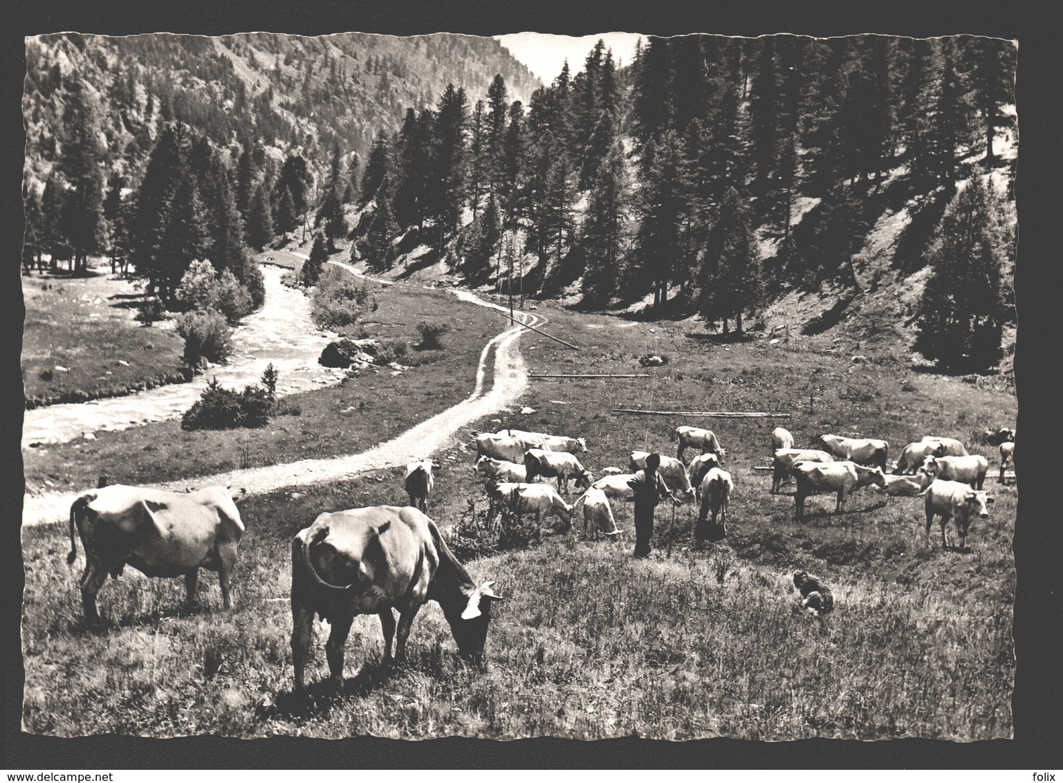 Paysage Des Alpes - Kuh / Vache / Cow / Koe - Vaches