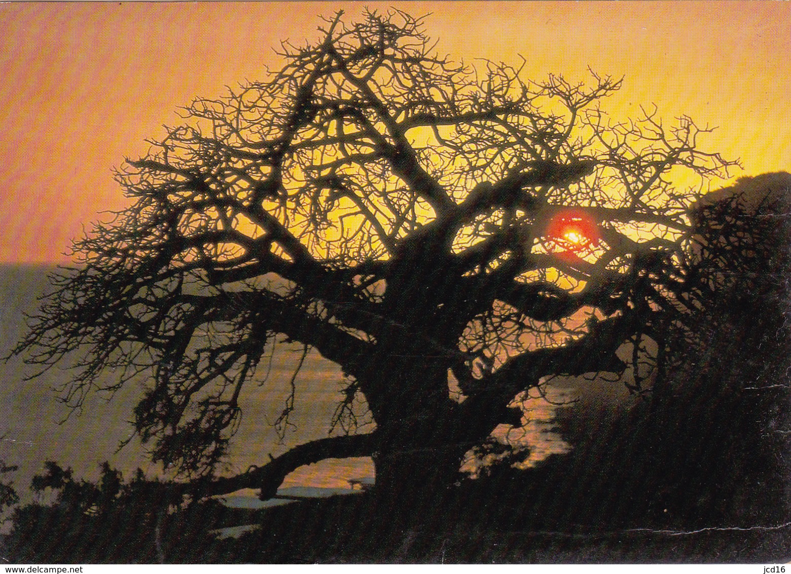 CPA AFRIQUE EN COULEURS Coucher De Soleil Circulée Sénégal 1984 - Non Classés