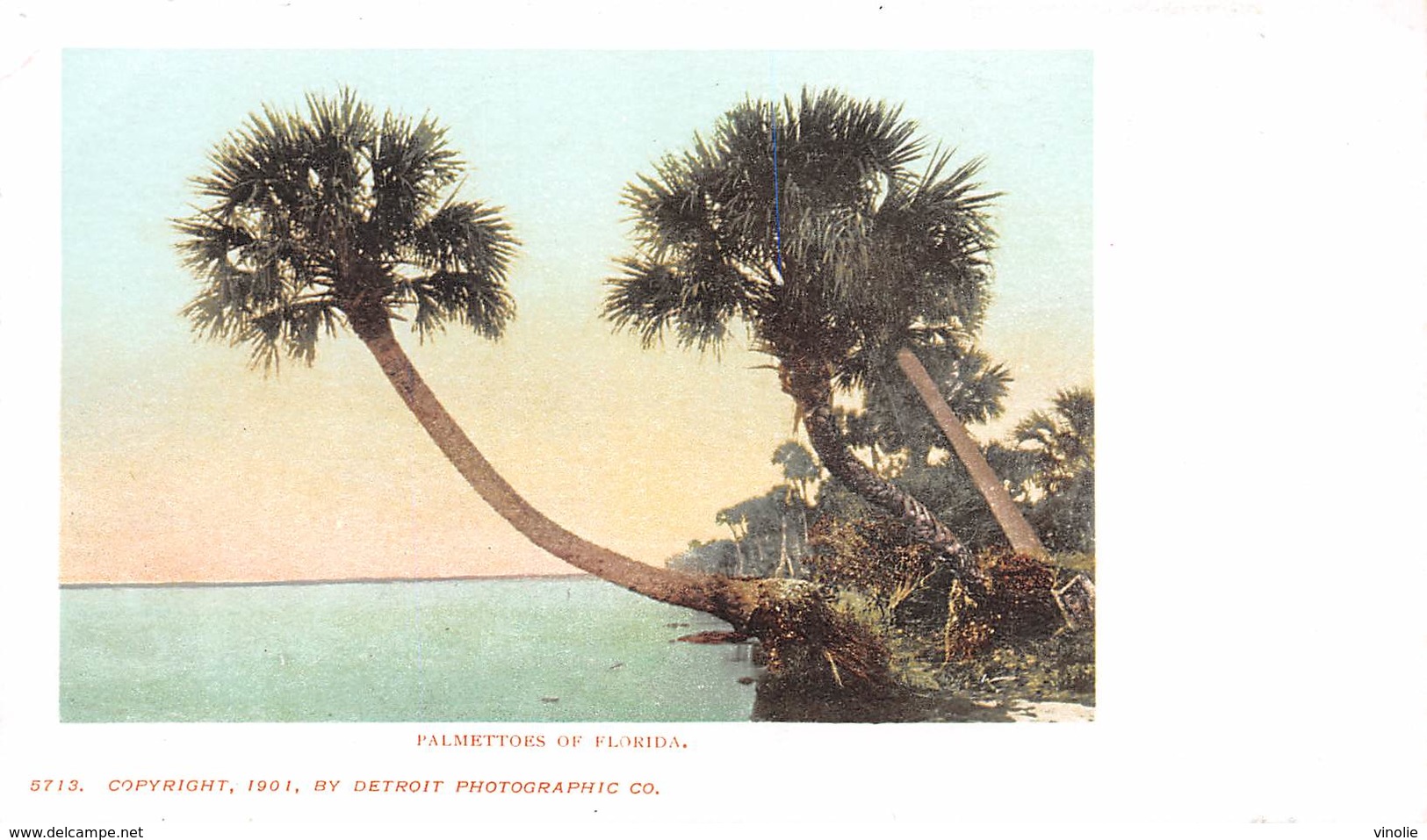 A-19-2560 :  PALMETTOES OF FLORIDA. - Autres & Non Classés