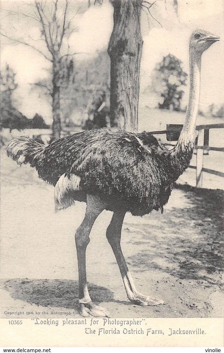 A-19-2564 :  AUTRUCHES. . OSTRICHES. LOOKING PLEASANT FOR PHOTOGRAPHER. THE FLORIDA OSTRICH FARM JACKSONVILLE - Jacksonville