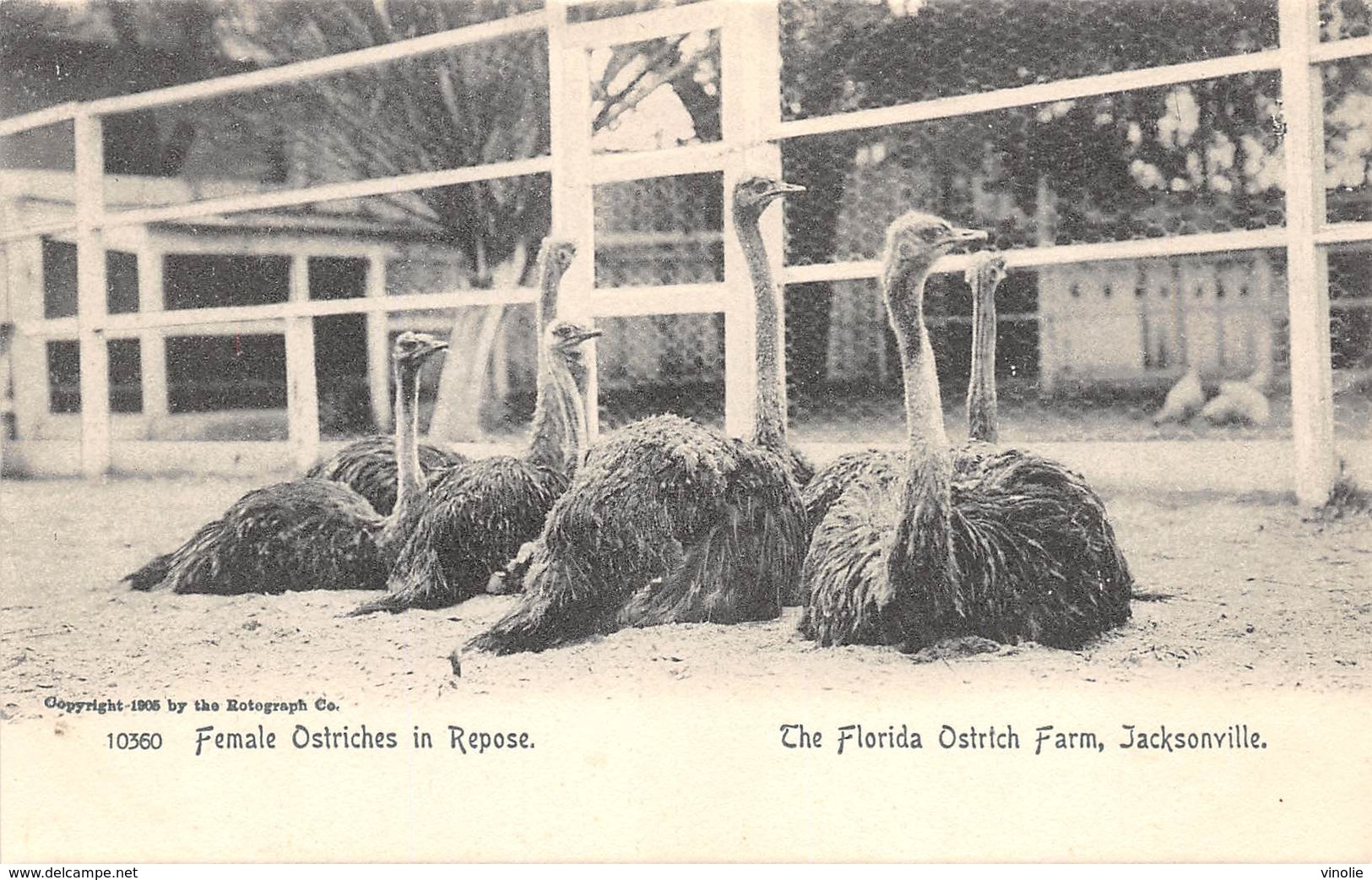 A-19-2565 :  AUTRUCHES. . OSTRICHES.FEMALE OSTRICHES IN REPOSE. THE FLORIDA OSTRICH FARM JACKSONVILLE - Jacksonville