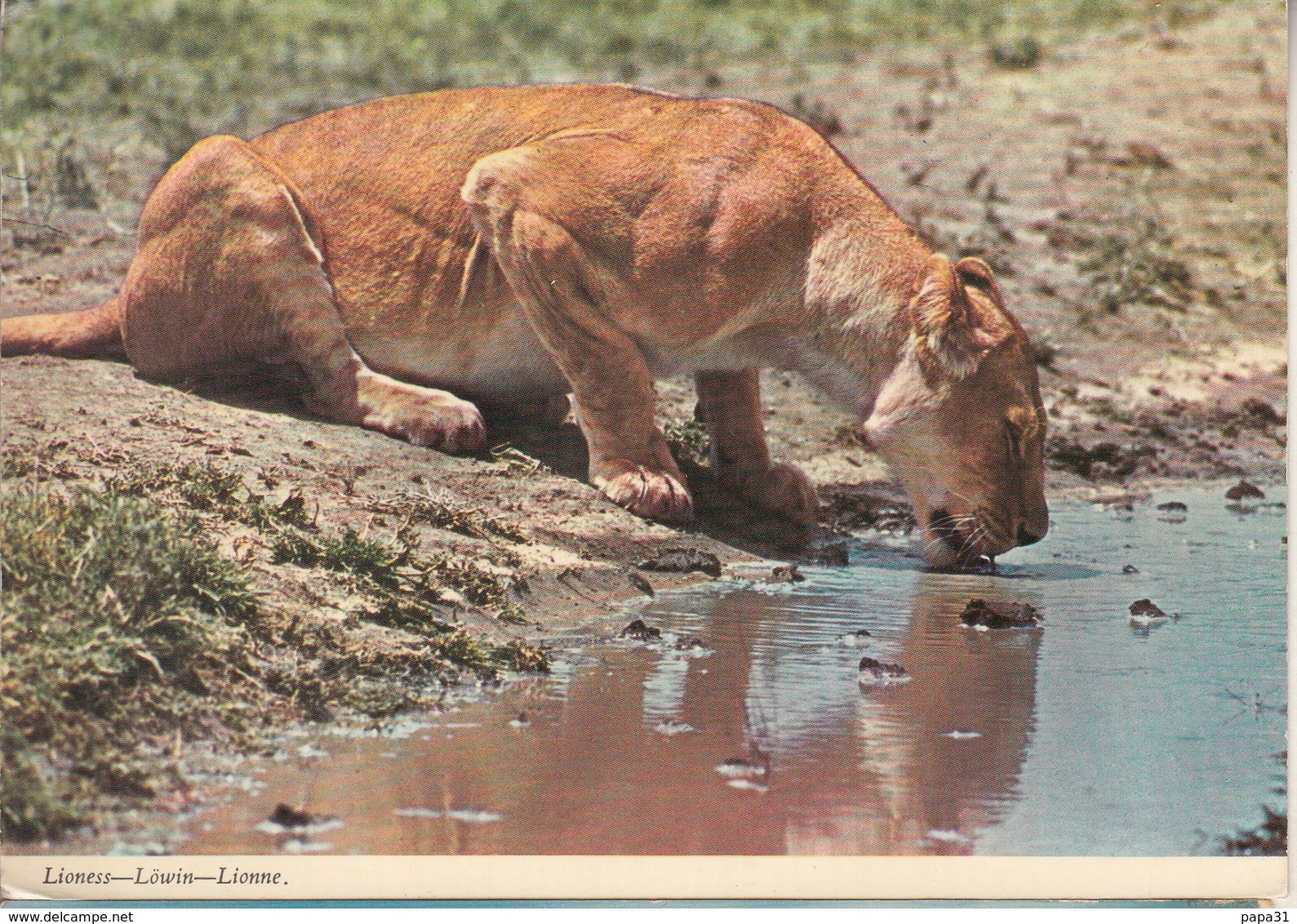 SOUDAN - LIONESS - Soudan