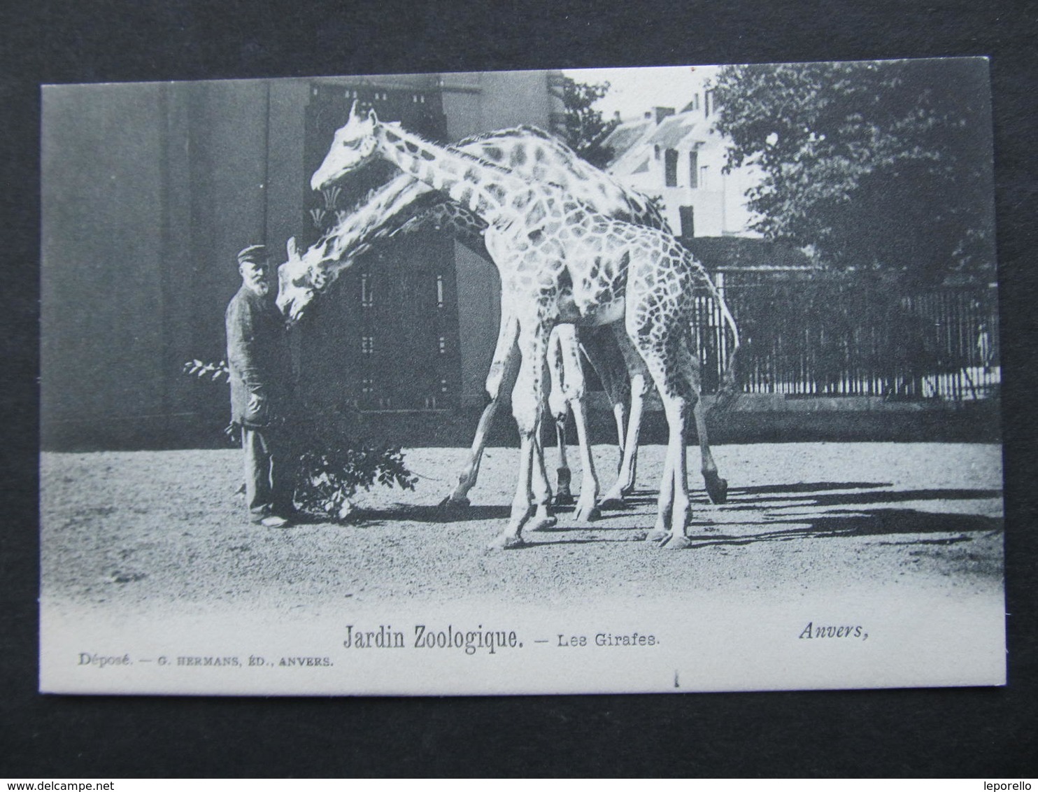 AK ANVERS Antwerpen ZOO Tiergarten Girafes Ca.1900 ///  D*36960 - Antwerpen