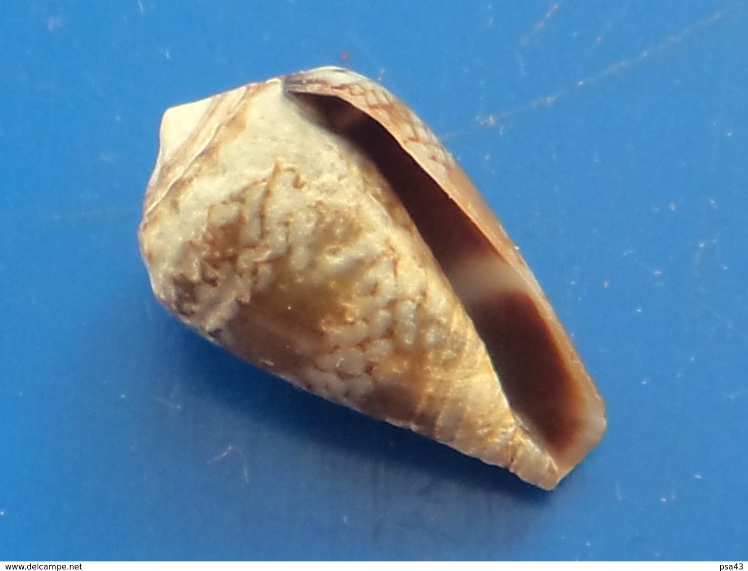 Conus Cacao Sénégal 13,9mm   N2 - Coquillages