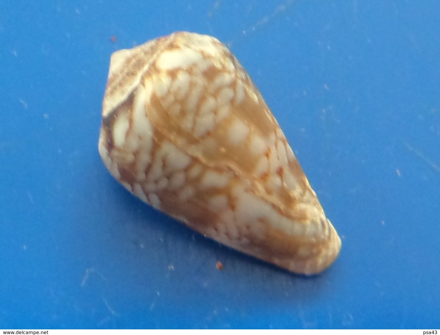 Conus Cacao Sénégal 13,9mm   N2 - Coquillages