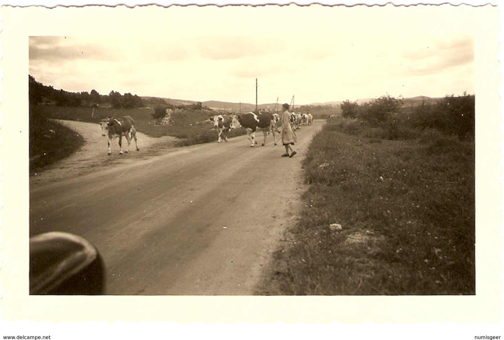 FRANCE  - ( JURA ) Près De St Laurent Du Jura - Troupeau De Vaches   ( Photo: Format  12 X 7.5 ) - Lieux