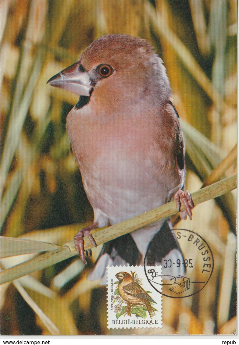 Belgique Carte Maximum 1985 Oiseaux Buzin Gros-bec 2186 - 1981-1990