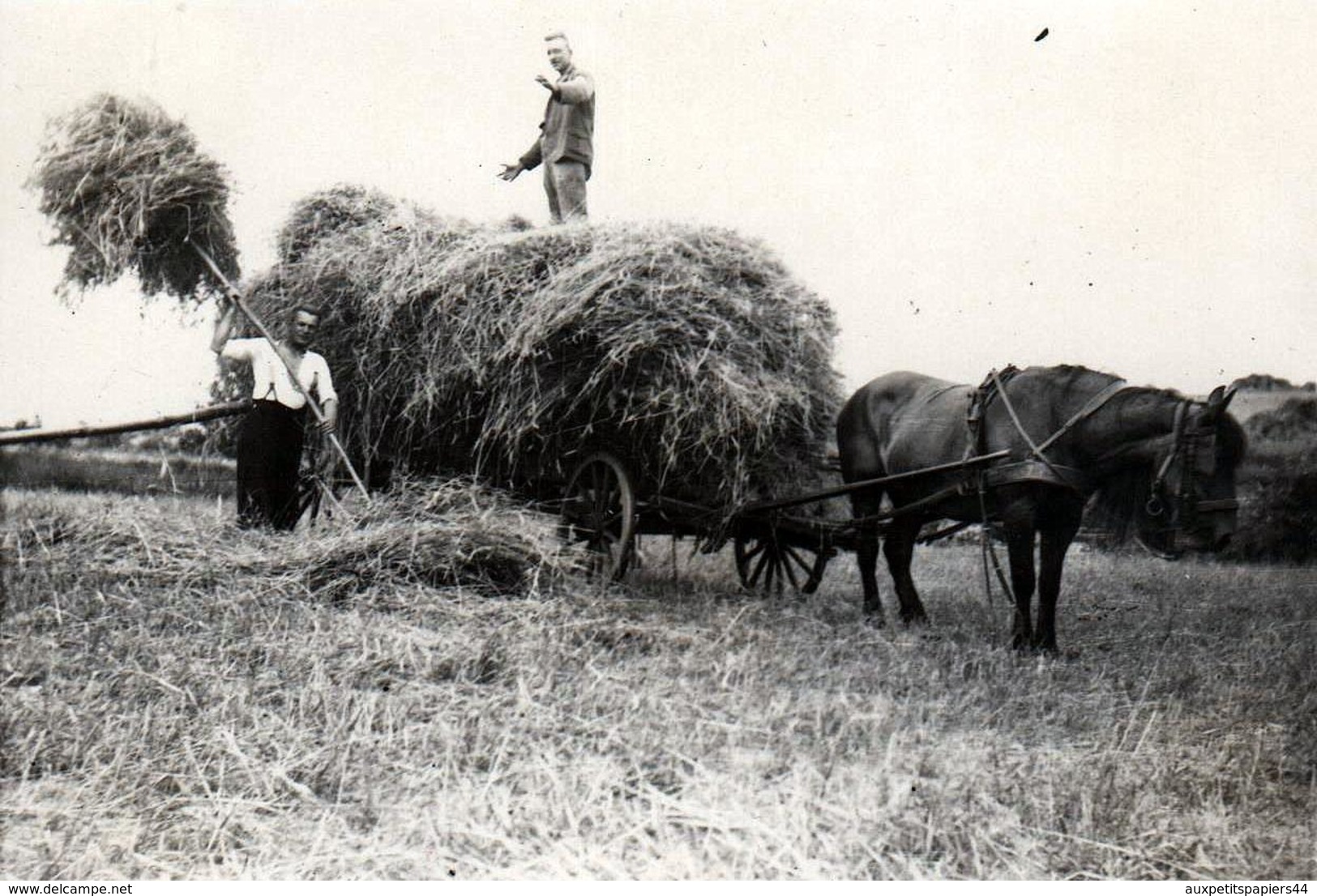 Photo Originale Ferme & Monde Paysan En 1937 - Les Foins Au Champs Et Attelage à Cheval - Action & Fourche - Métiers