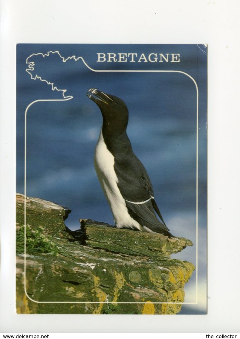 A Saisir - Couleurs De Bretagne - Pingouin Torda - Voir Photos - Bretagne