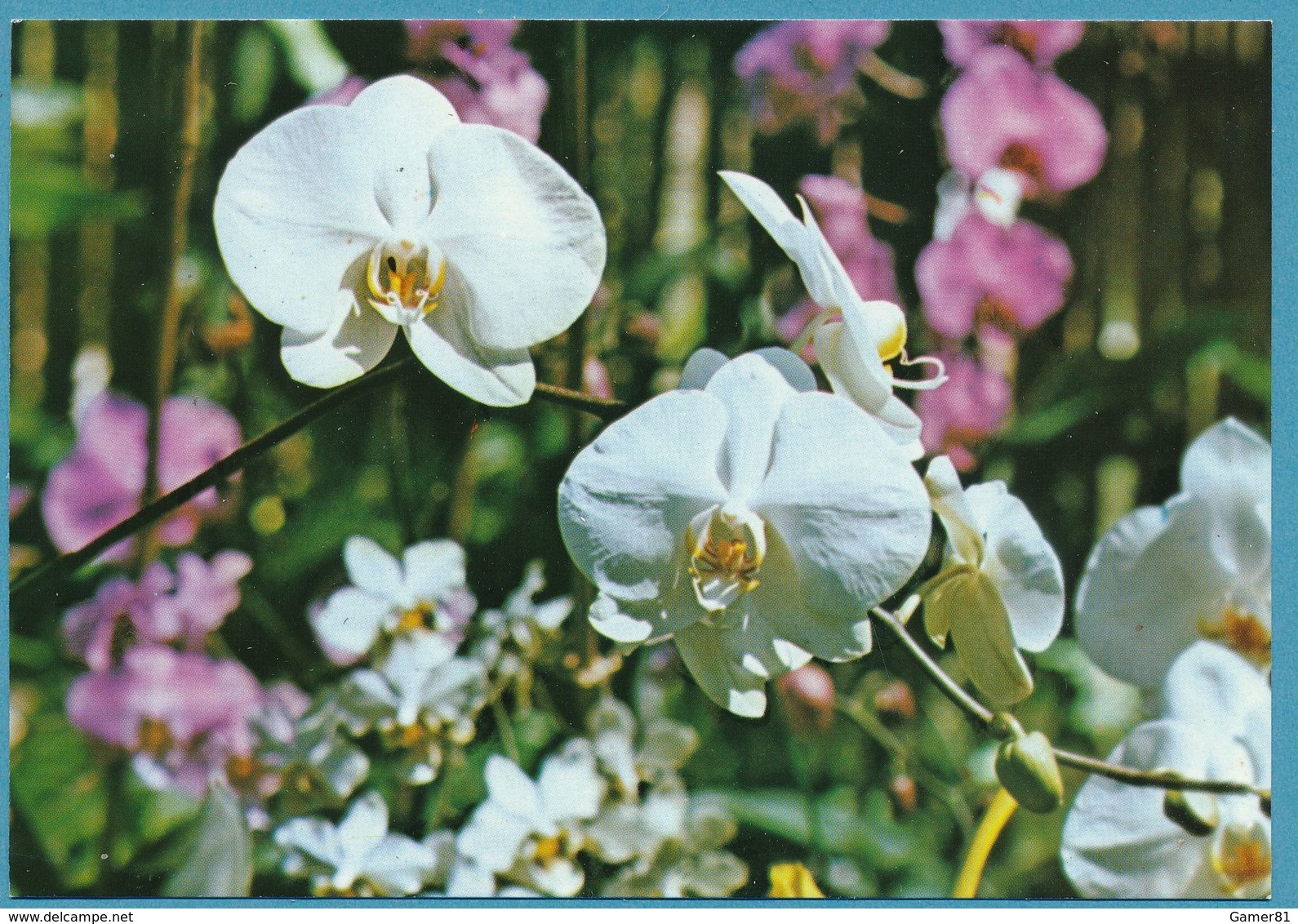 L'ILE DE LA REUNION - Orchidée Phalaenopsis - Fleurs