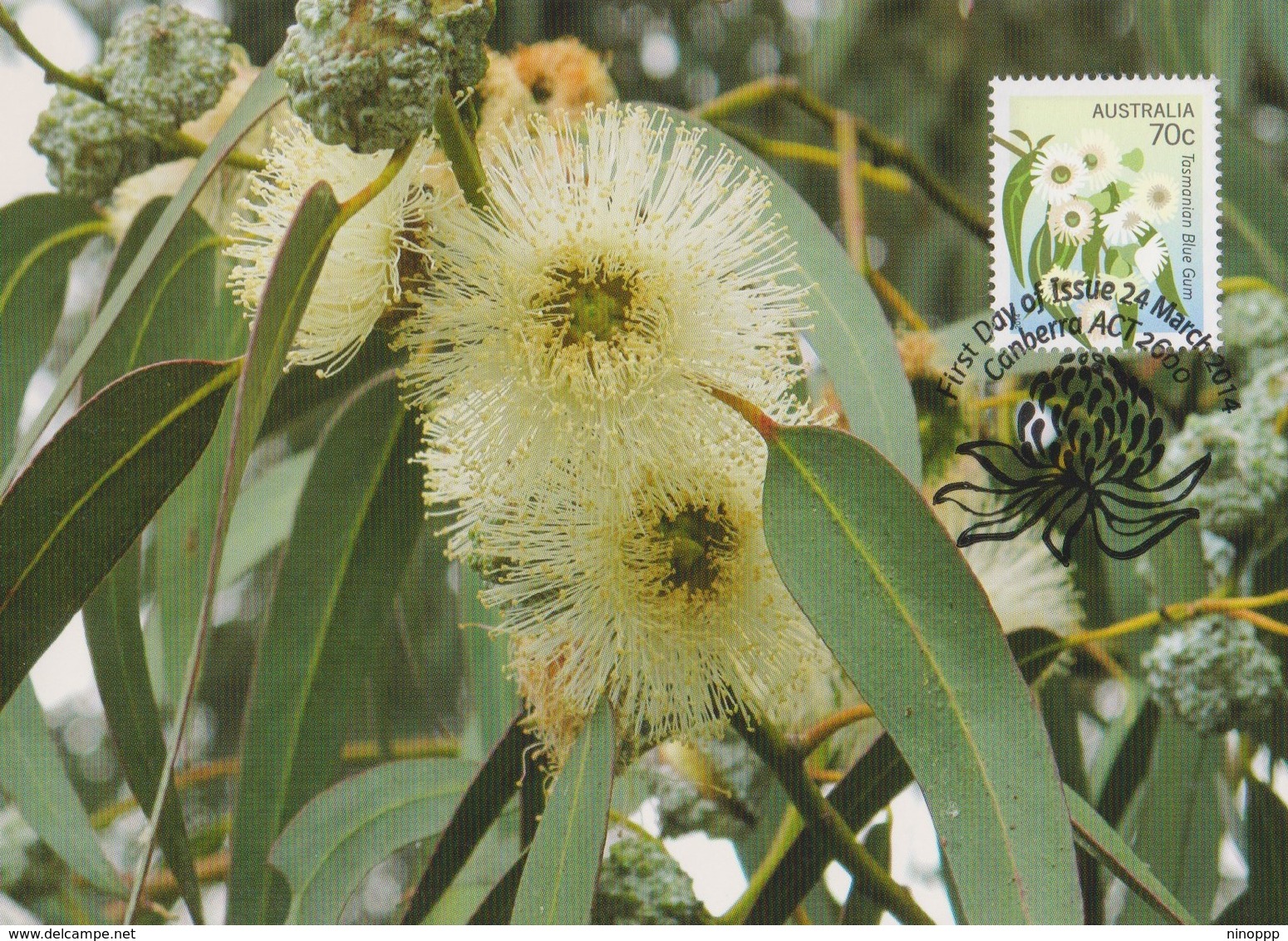 Australia 2014 Floral Emblems,Tasmanian Blue Gum, Maximum Card - Maximum Cards