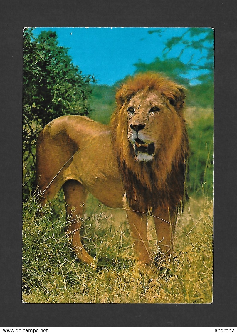 ANIMAUX - ANIMALS - HUMOUR - LIONS - EAST AFRICAN WILD LIFE - BY SAPRA STUDIO - Lions