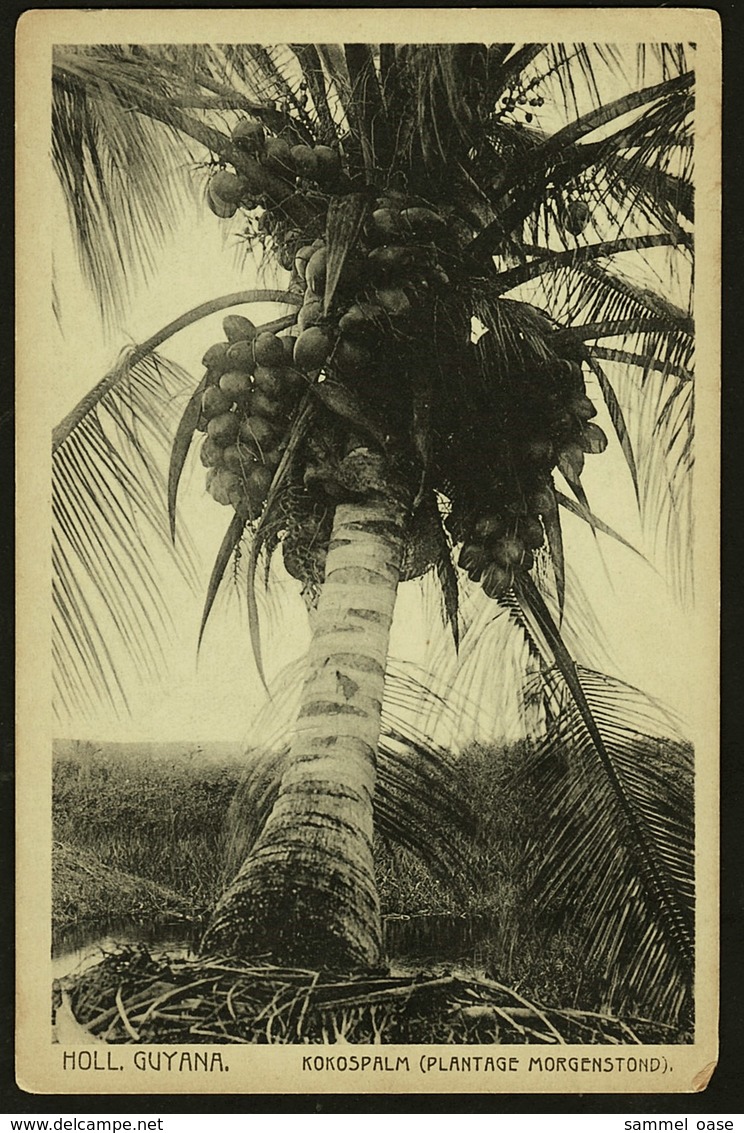Holl. Guyana  -  Kokospalm  -  Plantage Morgenstond  -  Ansichtskarte Ca.1910    (9918) - Suriname