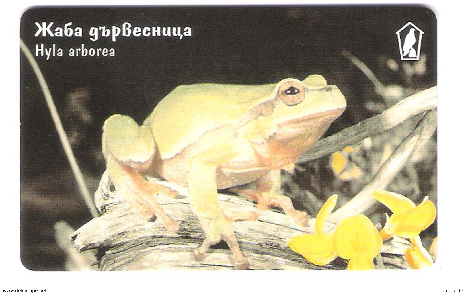 Bulgaria - Mobika - Frog - Frosch - Animal - Hyla Arborea - Bulgarien