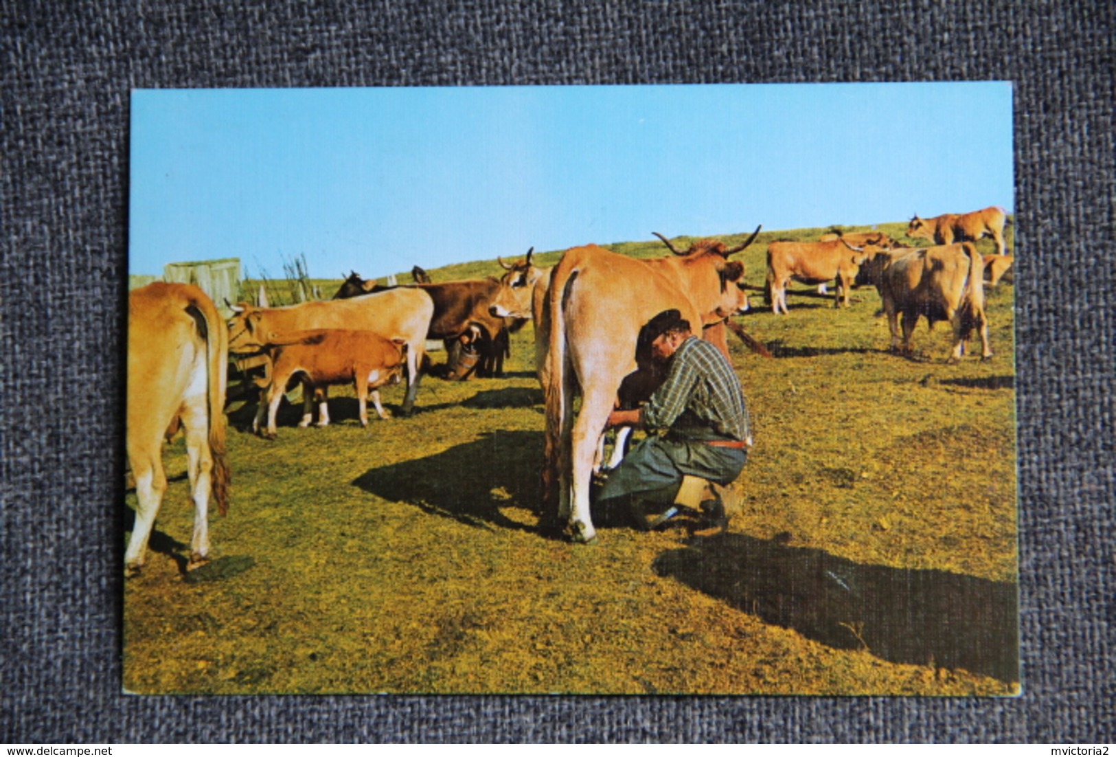 Sur Les Monts D'AUBRAC - La Traite Du Parc - Viehzucht