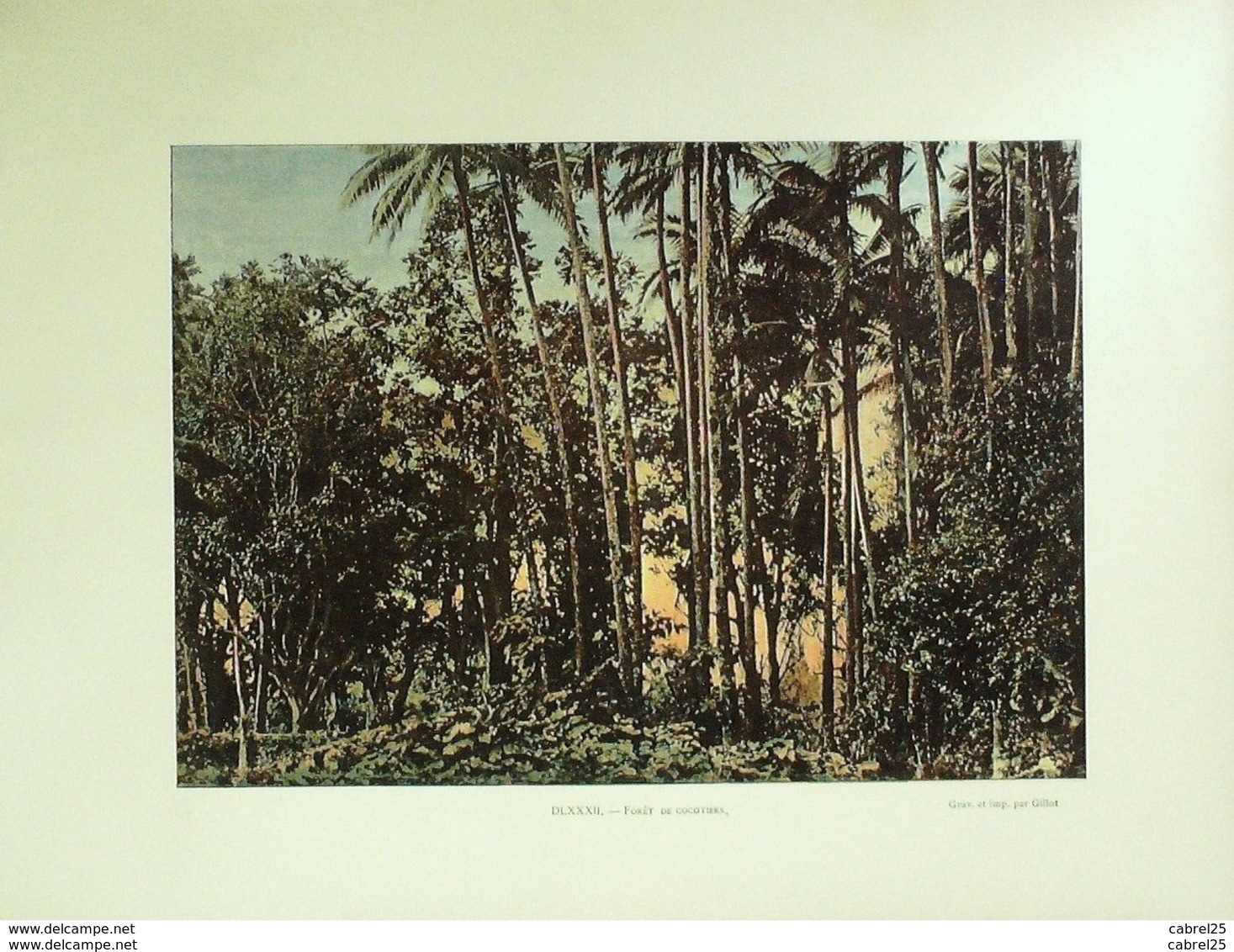 ILE DE LA REUNION-SAINT DENIS,FORET De COCOTIERS-1890-6288 - Estampes & Gravures