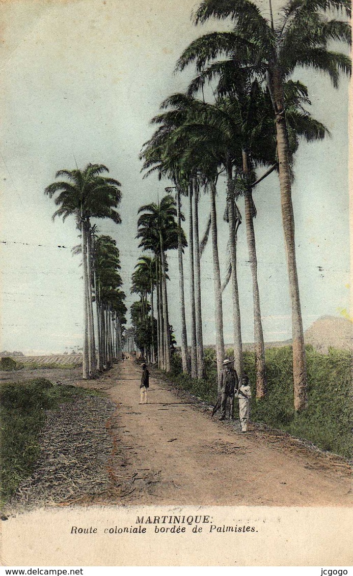 MARTINIQUE  Route Coloniale Bordée De Palmistes. - Autres & Non Classés