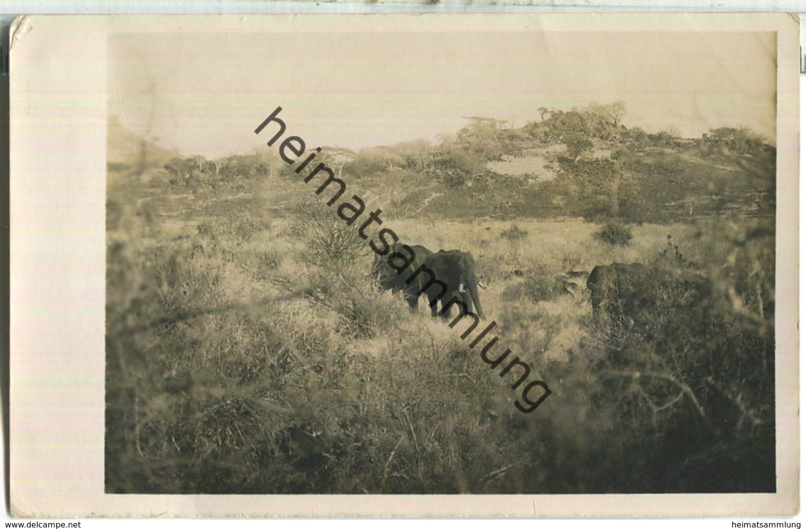 Uganda - Elefanten - Foto-AK - Ouganda