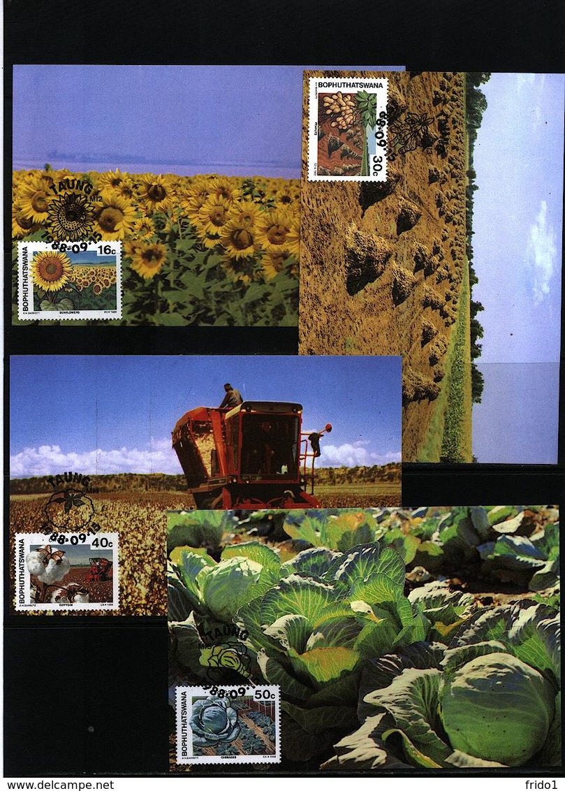 Bophuthatswana 1988 Plants - Vegetables Maximumcards - Legumbres