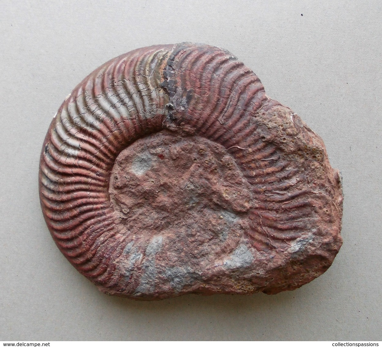 - Ammonite Fossilisée. 255g - - Fósiles