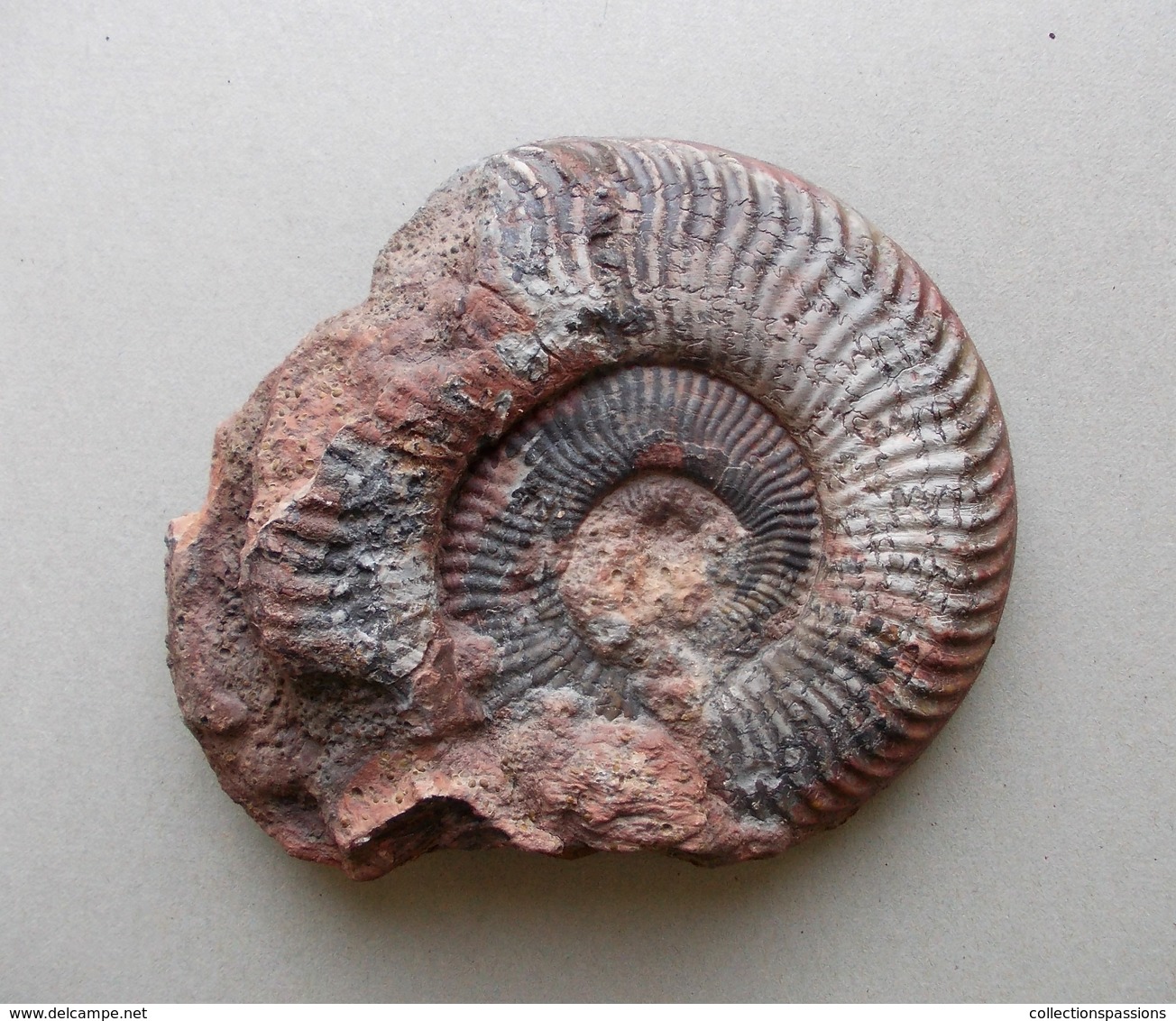 - Ammonite Fossilisée. 255g - - Fossielen