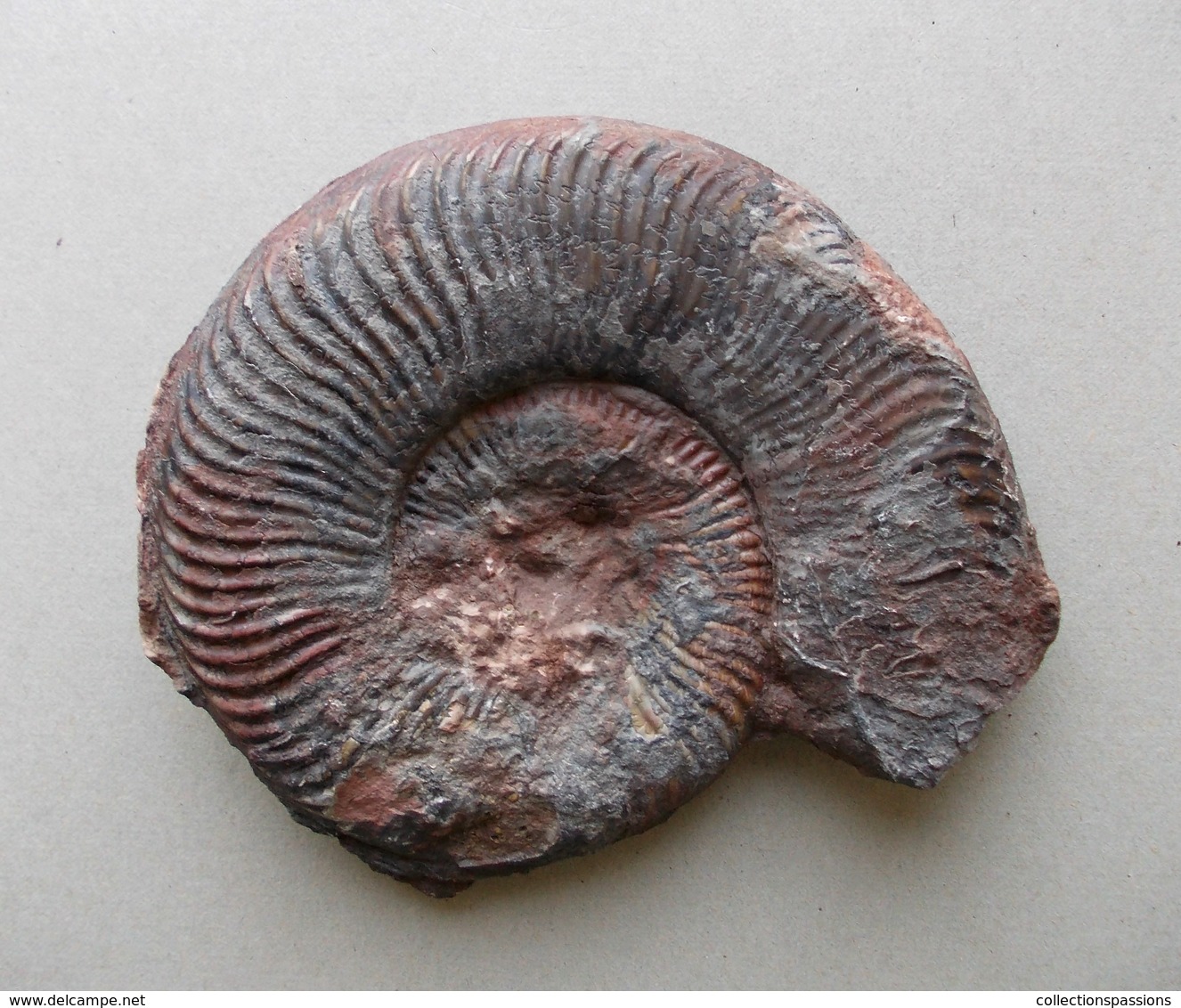 - Ammonite Fossilisée. 207g - - Fossils