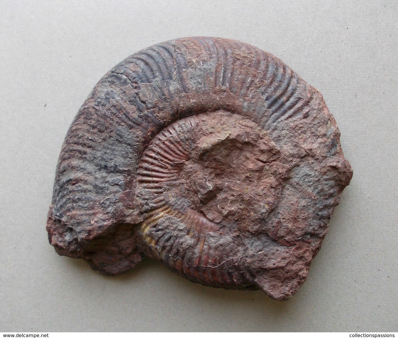 - Ammonite Fossilisée. 207g - - Fossiles